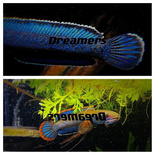 哪種雷龍魚品種最具觀賞價值？