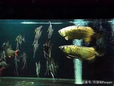 虎魚比龍魚大10厘米可以混養嗎？：虎魚比龍魚大10厘米可以混養嗎虎魚比龍魚大10厘米