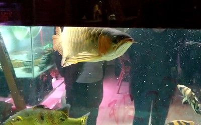 金龍魚有多兇猛：金龍魚在自然界中具有較強的捕食能力和潛在的危險性 金龍魚有多兇猛：金龍魚在自然界中具有較強的捕食能力和潛在的危險性 龍魚百科 第2張