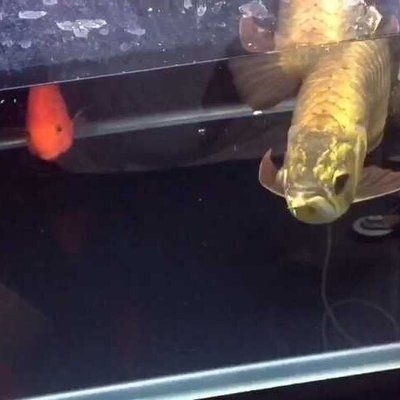 金龍魚有多兇猛：金龍魚在自然界中具有較強的捕食能力和潛在的危險性 金龍魚有多兇猛：金龍魚在自然界中具有較強的捕食能力和潛在的危險性 龍魚百科 第1張