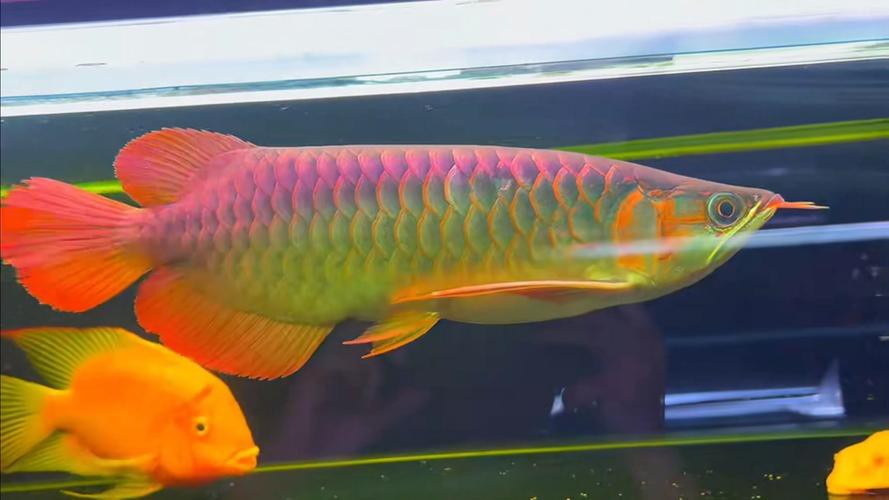 紅龍魚圖片高清電腦桌面壁紙