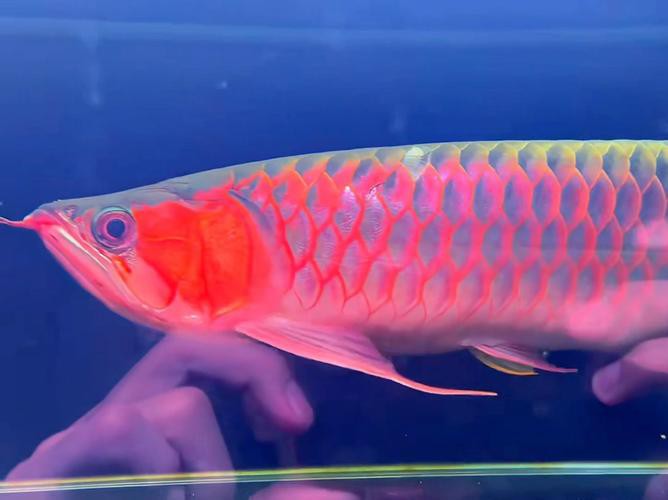 紅龍魚圖片高清電腦桌面壁紙