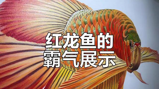 紅龍魚圖片高清電腦桌面壁紙