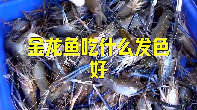 過背金龍魚發(fā)色需要哪些增色食物？