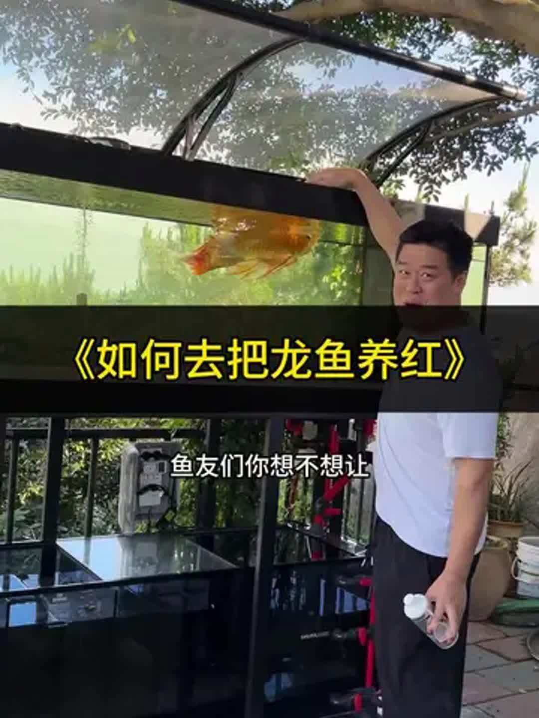 過背金龍魚發(fā)色需要哪些增色食物？