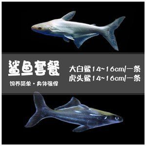 虎頭鯊和龍魚能混養嗎【虎頭鯊和龍魚混養的注意事項】
