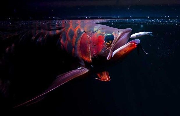 紅龍魚怎么飼養(yǎng)的：養(yǎng)殖紅龍魚的注意事項(xiàng)