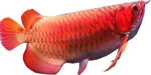 印尼超血紅龍魚市場趨勢預測：印尼超血紅龍魚市場趨勢預測印尼超血紅龍魚市場價格波動