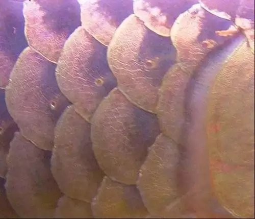 銀龍魚爛鱗圖片大全大圖