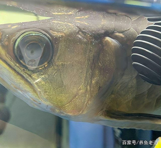 龍魚蒙眼能喂食嗎 龍魚蒙眼能喂食嗎 龍魚百科 第5張