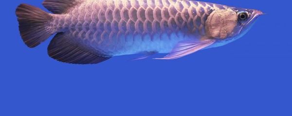 龍魚的晝夜活動模式（龍魚白天睡覺晚上活躍）
