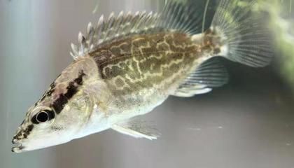 自己養的龍魚死了能吃嗎：自家養死的金龍魚可以吃但不建議食用，飼養過程中要注意什么 自己養的龍魚死了能吃嗎：自家養死的金龍魚可以吃但不建議食用，飼養過程中要注意什么 龍魚百科 第2張