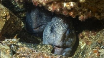 自己養的龍魚死了能吃嗎：自家養死的金龍魚可以吃但不建議食用，飼養過程中要注意什么 自己養的龍魚死了能吃嗎：自家養死的金龍魚可以吃但不建議食用，飼養過程中要注意什么 龍魚百科 第4張