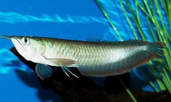 自己養的龍魚死了能吃嗎：自家養死的金龍魚可以吃但不建議食用，飼養過程中要注意什么 自己養的龍魚死了能吃嗎：自家養死的金龍魚可以吃但不建議食用，飼養過程中要注意什么 龍魚百科 第1張