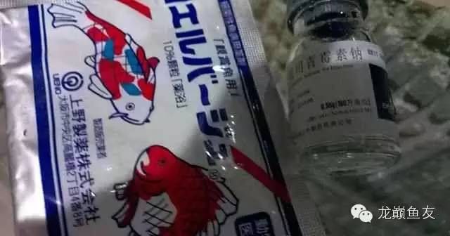 青霉素在龍魚治療中的用量應注意其對水質和魚類健康的潛在影響：青霉素在龍魚治療中的用量多少合適 青霉素在龍魚治療中的用量應注意其對水質和魚類健康的潛在影響：青霉素在龍魚治療中的用量多少合適 龍魚百科 第1張