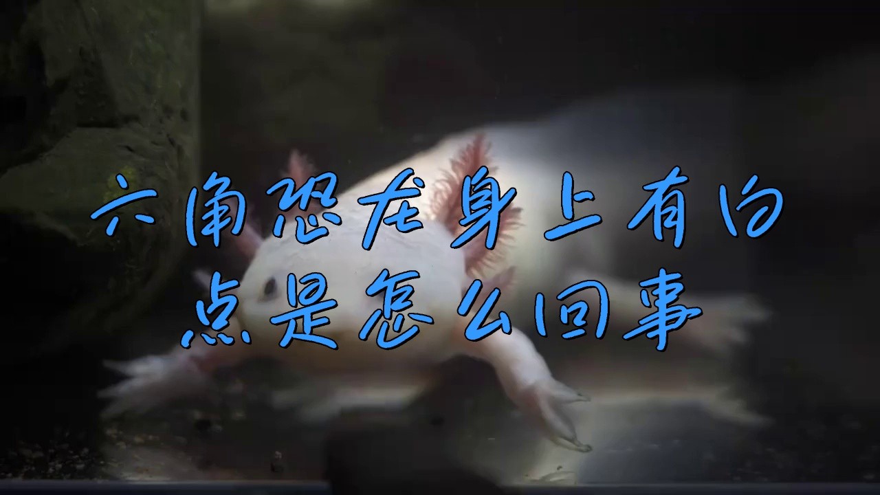 銀龍魚身上有白點是怎么回事圖片視頻講解大全