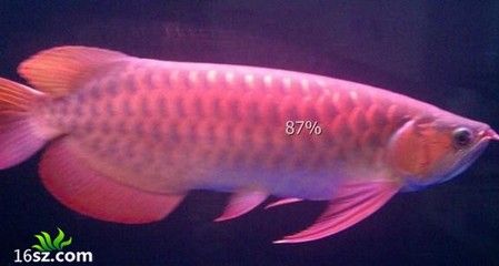 龍魚白點病的治療方法（治療龍魚白點病的方法）