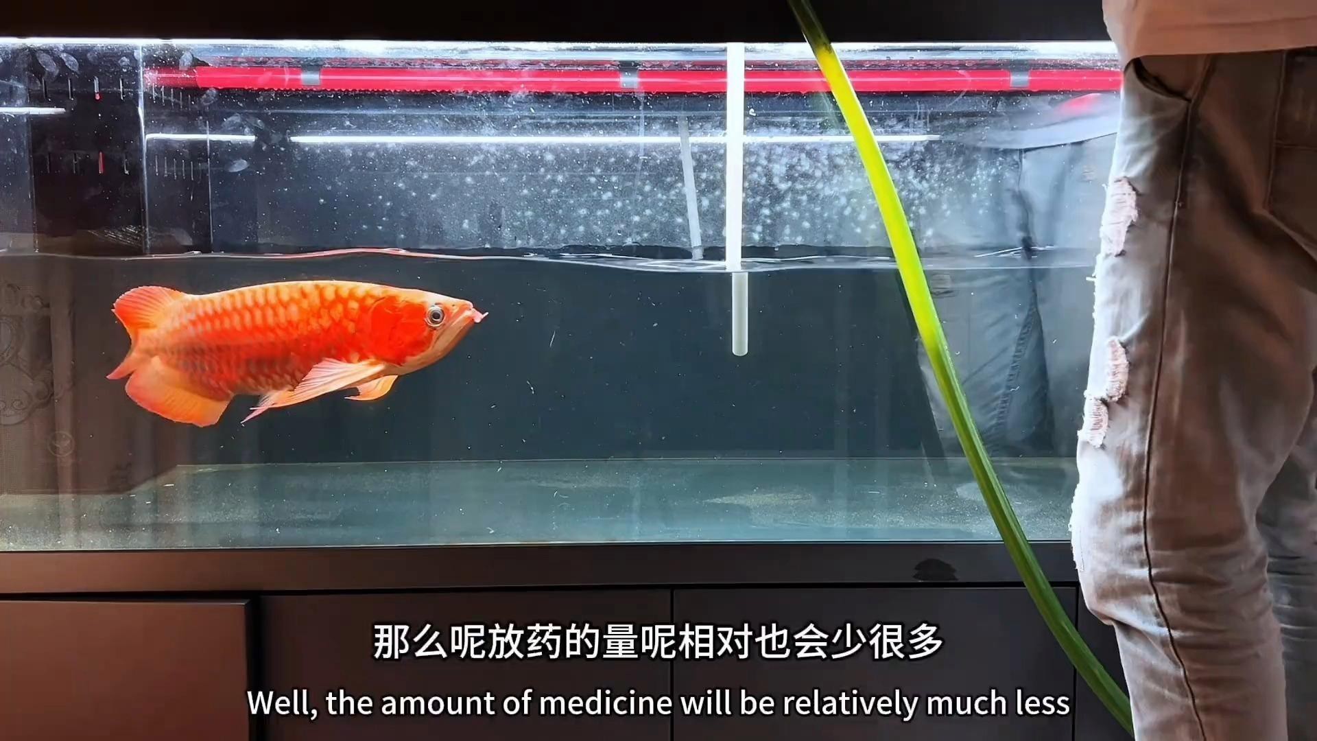 如何設置低水位養龍魚的環境？