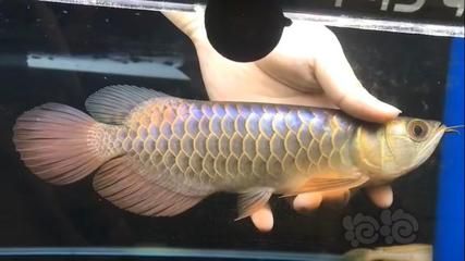 藍底古典過背金龍魚價格（藍底古典過背金龍魚價格大致1500-2000元） 藍底古典過背金龍魚價格（藍底古典過背金龍魚價格大致1500-2000元） 龍魚百科 第4張