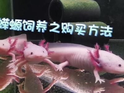 六角恐龍魚怎么區分雌雄（六角恐龍魚性別區分）