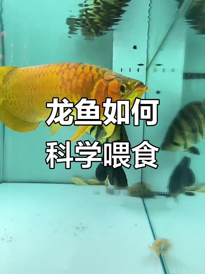 龍魚多久喂一次食合適？ 龍魚多久喂一次食合適？ 龍魚百科 第9張