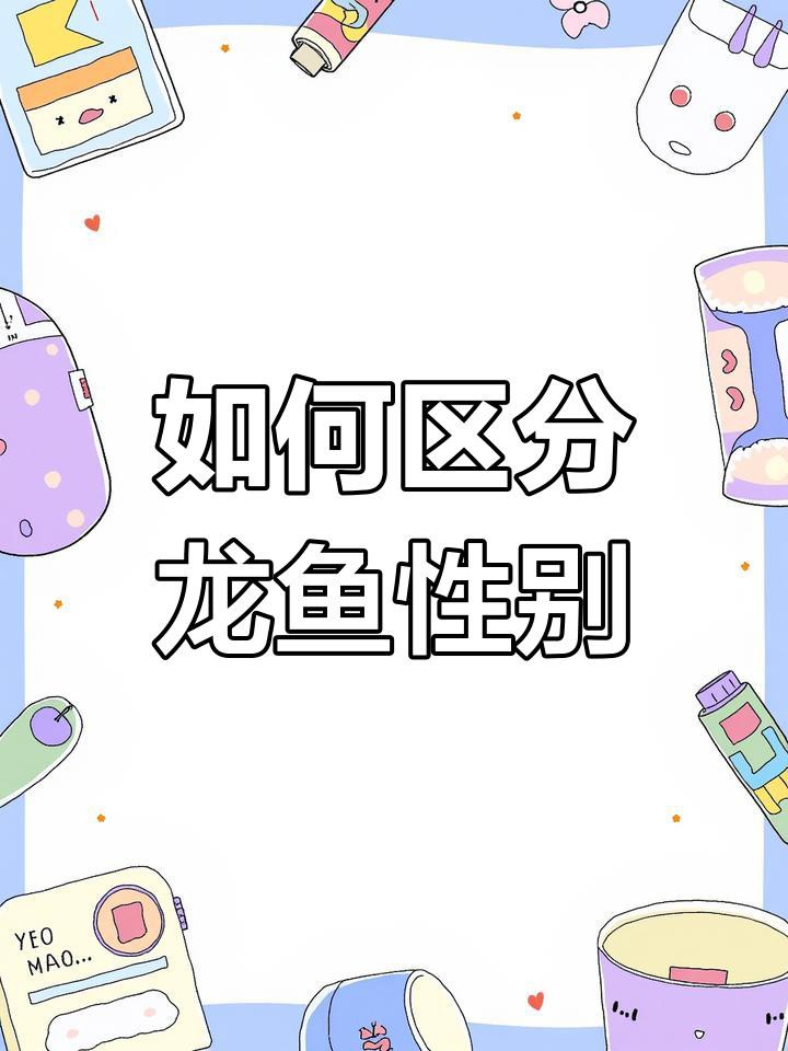 如何區分金龍魚的公母？