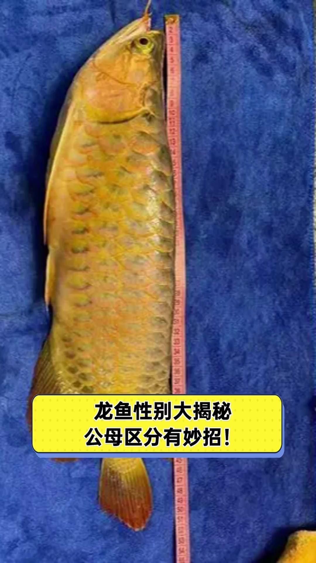 如何區分金龍魚的公母？