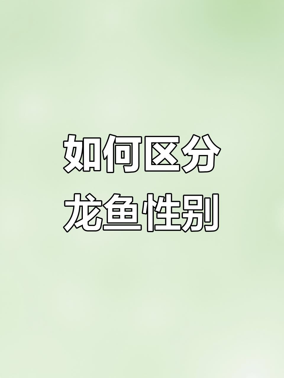 如何區分金龍魚的公母？