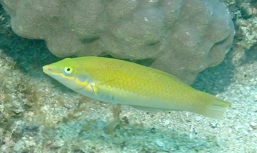 體型小的龍魚是什么魚