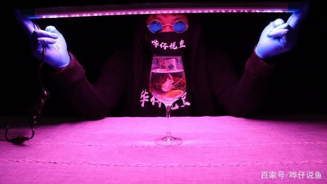 節能龍魚燈推薦：如何選擇節能龍魚燈