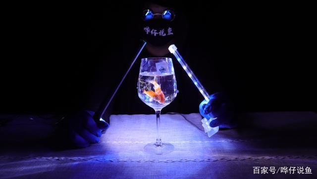 節能龍魚燈推薦：如何選擇節能龍魚燈