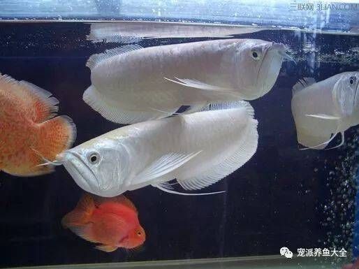 龍魚微微張口是缺氧嗎為什么：龍魚微微張口并不一定表示缺氧