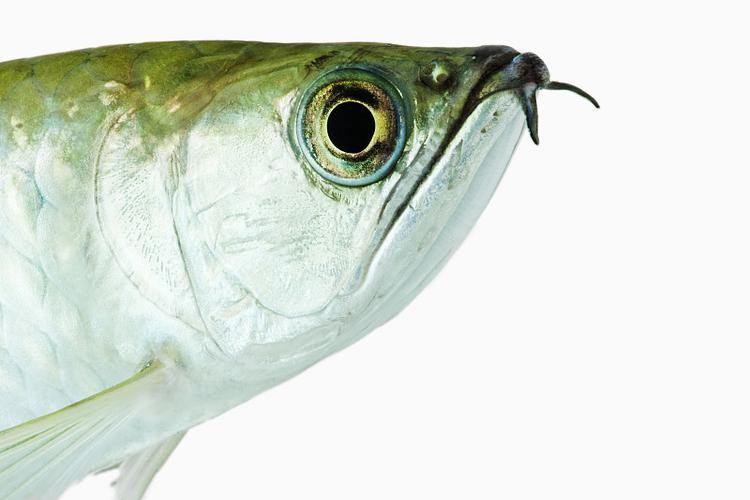 鶴壁金龍魚經銷商地址電話是多少 龍魚百科 第8張 鶴壁金龍魚經銷商地址電話是多少 鶴壁金龍魚經銷商地址電話是多少 龍魚百科 第8張