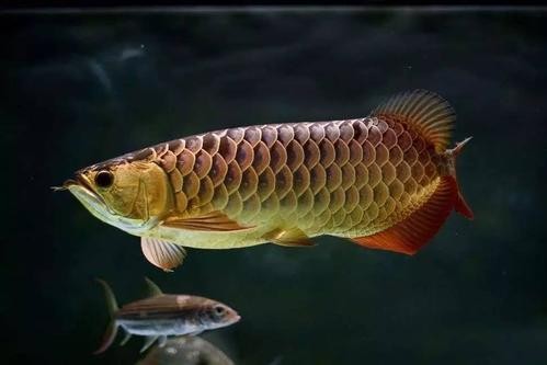 鶴壁金龍魚經銷商地址電話是多少 龍魚百科 第13張 鶴壁金龍魚經銷商地址電話是多少 鶴壁金龍魚經銷商地址電話是多少 龍魚百科 第13張