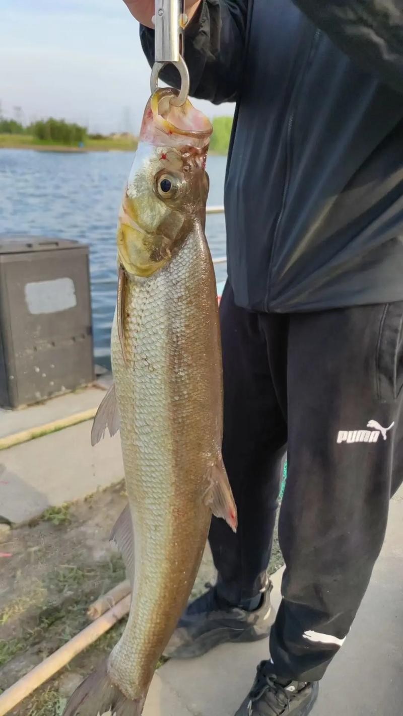 鶴壁金龍魚經銷商地址電話是多少 龍魚百科 第20張 鶴壁金龍魚經銷商地址電話是多少 鶴壁金龍魚經銷商地址電話是多少 龍魚百科 第20張