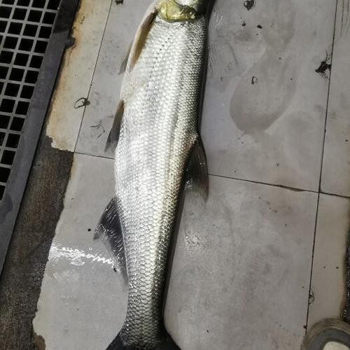 鶴壁金龍魚經銷商地址電話是多少 鶴壁金龍魚經銷商地址電話是多少 龍魚百科 第21張