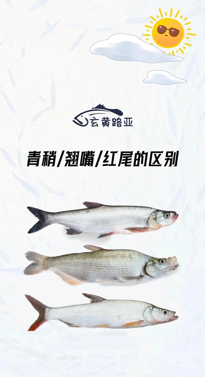 鶴壁金龍魚經銷商地址電話是多少 龍魚百科 第43張 鶴壁金龍魚經銷商地址電話是多少 鶴壁金龍魚經銷商地址電話是多少 龍魚百科 第43張