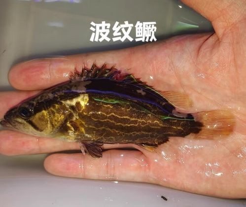 鶴壁金龍魚經銷商地址電話是多少 龍魚百科 第40張 鶴壁金龍魚經銷商地址電話是多少 鶴壁金龍魚經銷商地址電話是多少 龍魚百科 第40張