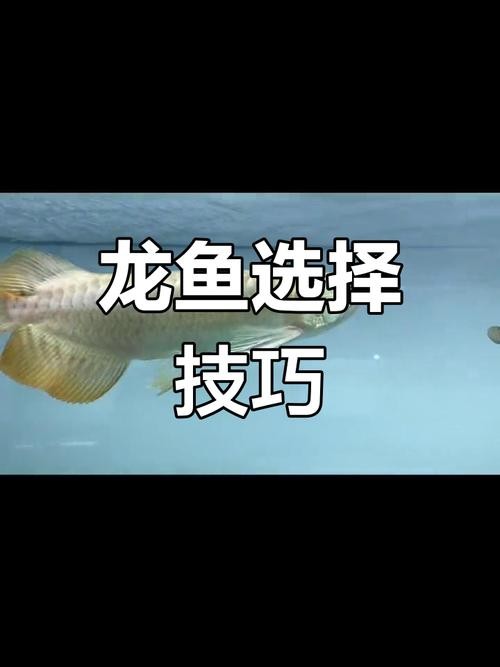 鶴壁金龍魚經銷商地址電話是多少 龍魚百科 第44張 鶴壁金龍魚經銷商地址電話是多少 鶴壁金龍魚經銷商地址電話是多少 龍魚百科 第44張