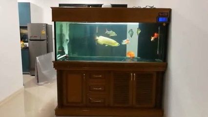 金龍魚20厘米用多大魚缸養：20厘米的金龍魚用多大魚缸養？ 金龍魚20厘米用多大魚缸養：20厘米的金龍魚用多大魚缸養？ 龍魚百科 第2張