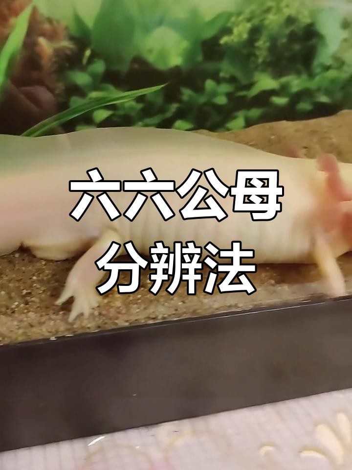 如何區分六角恐龍魚的雌雄？