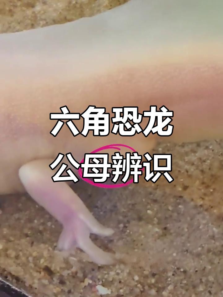 如何區分六角恐龍魚的雌雄？