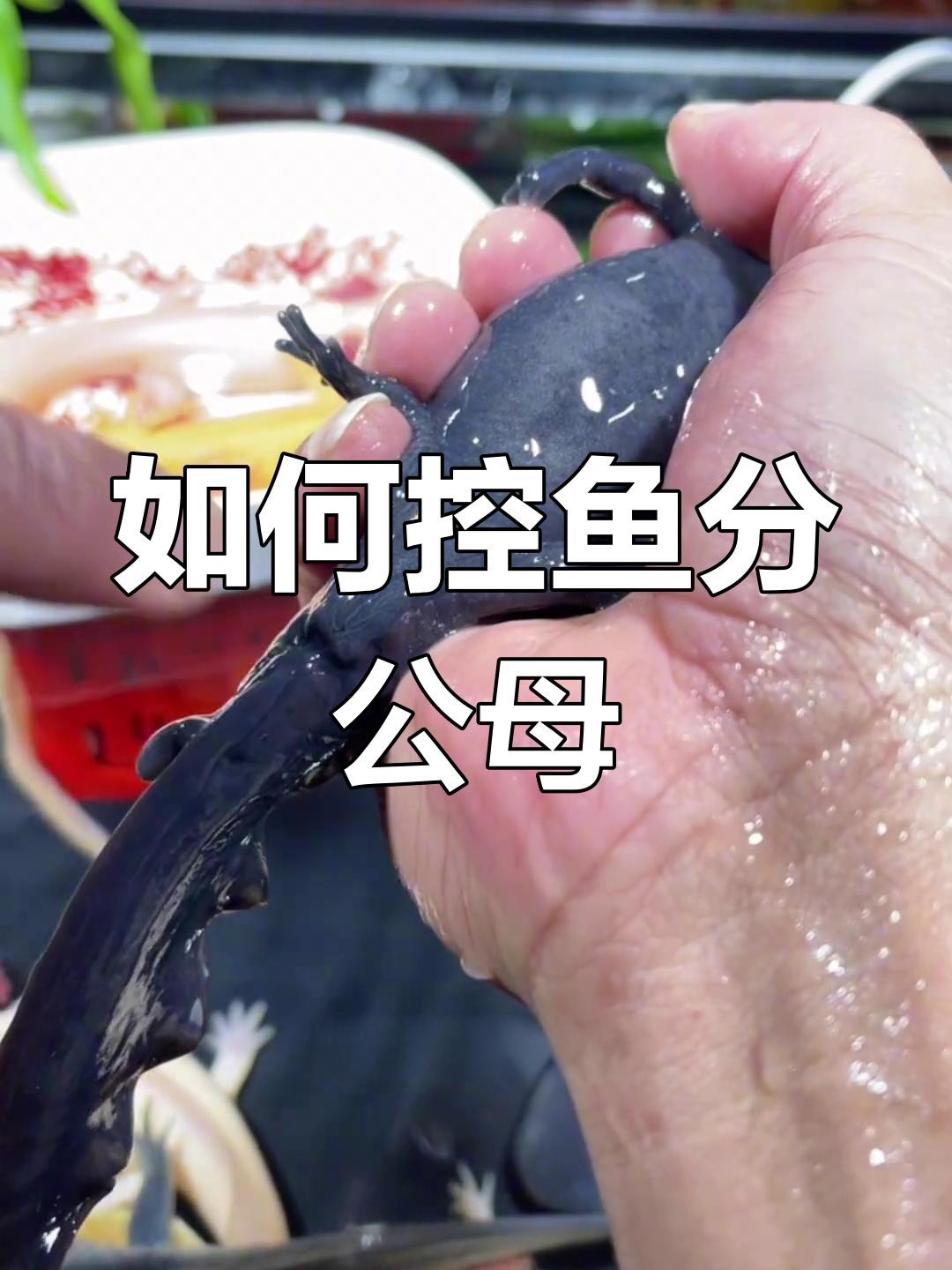 如何區分六角恐龍魚的雌雄？