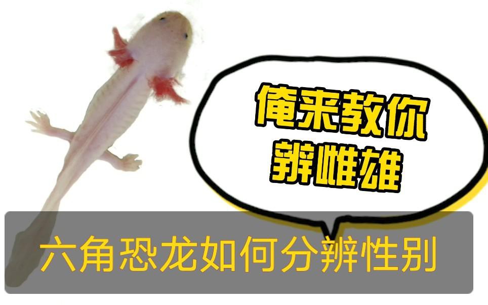 如何區分六角恐龍魚的雌雄？