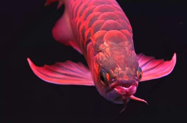 鳳凰紅龍魚鱗片怎么是白色？：“鳳凰紅龍魚鱗片怎么是白色”龍魚鱗片發(fā)白的處理方法