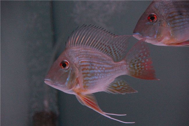 鳳凰紅龍魚鱗片怎么是白色？：“鳳凰紅龍魚鱗片怎么是白色”龍魚鱗片發(fā)白的處理方法