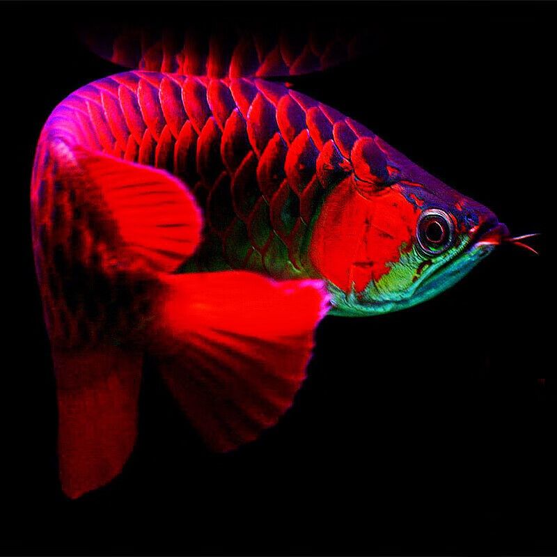 鳳凰紅龍魚鱗片怎么是白色？：“鳳凰紅龍魚鱗片怎么是白色”龍魚鱗片發(fā)白的處理方法