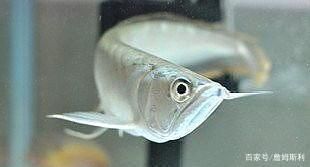 跳缸死的銀龍魚還能活嗎（跳缸死的銀龍魚是否能復(fù)活？）