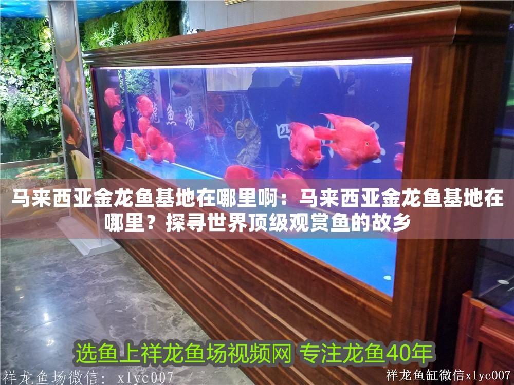 馬來西亞金龍魚基地在哪里?。厚R來西亞金龍魚基地在哪里？探尋世界頂級觀賞魚的故鄉 馬來西亞金龍魚基地在哪里啊：馬來西亞金龍魚基地在哪里？探尋世界頂級觀賞魚的故鄉 龍魚百科 第1張