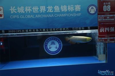 龍魚錦標賽冠軍名單最新，